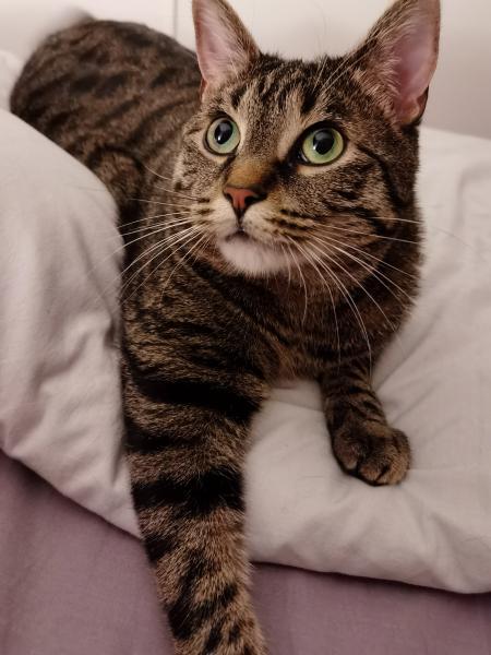 Berlioz