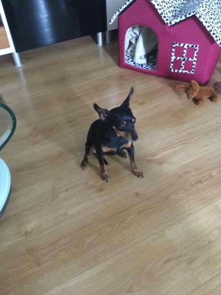 Photo de Loki