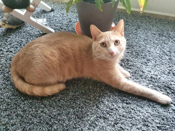 SIMBA