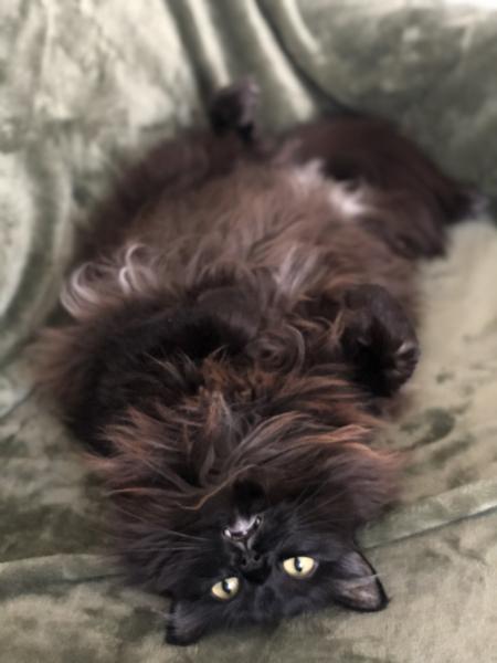 Lily