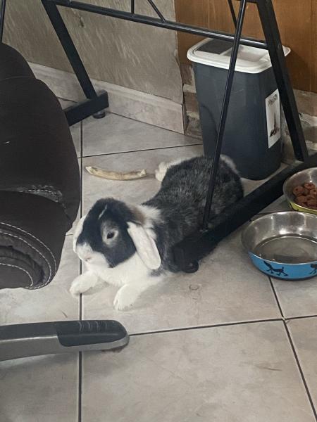 Lupi