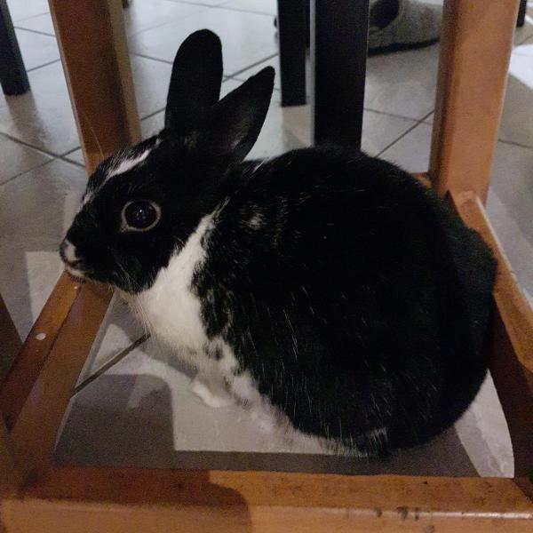 Photo de Panpan