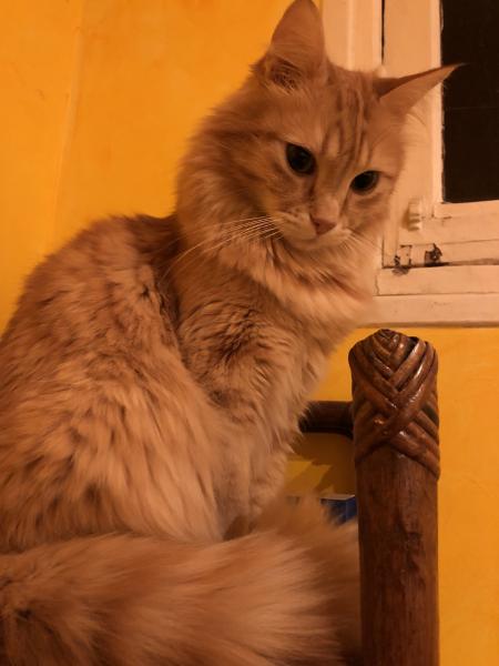 Simba