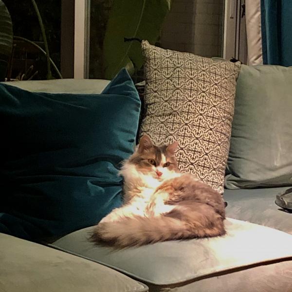 Mimi