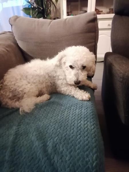 milou