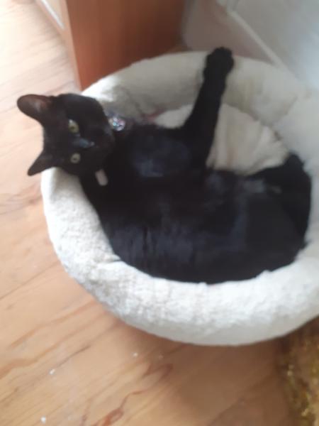 Olie