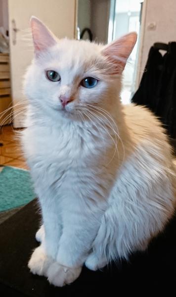 Nova