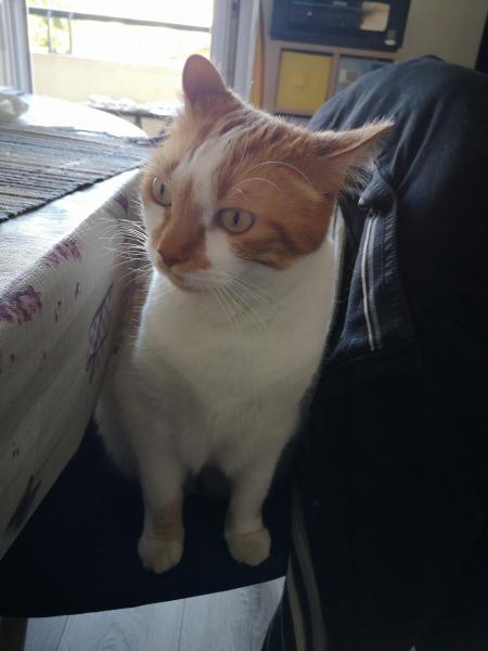 Photo de Juno