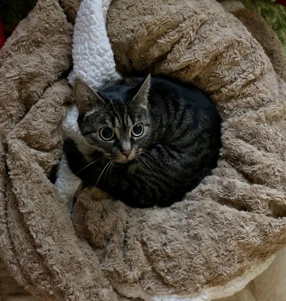 Photo de Tigris