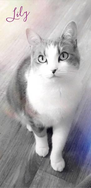 Lily