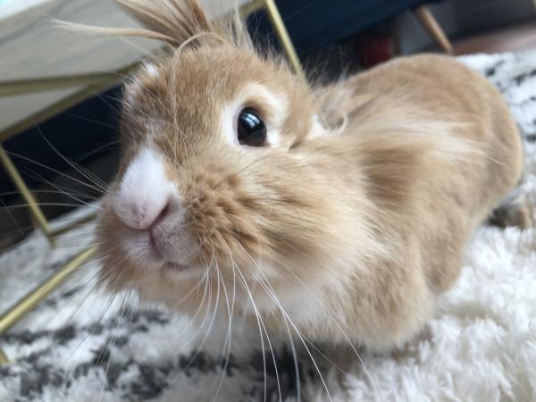 Simba
