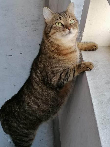 Photo de TIGROU