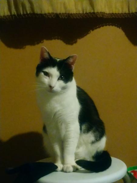 Loki