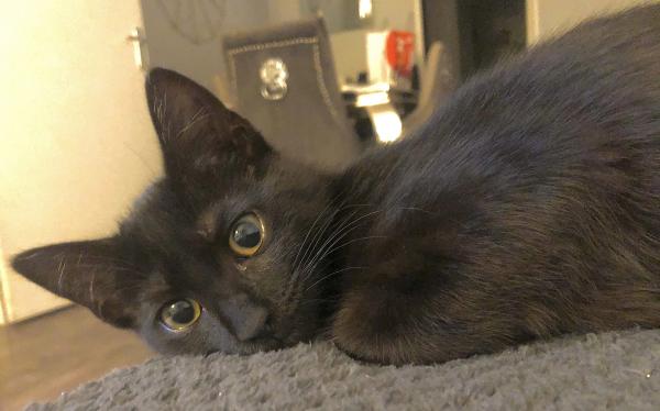 Maya