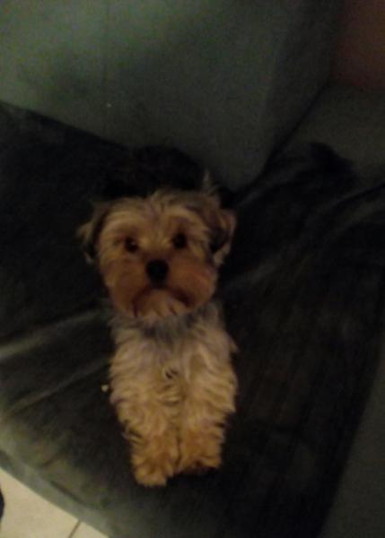 Photo de melba
