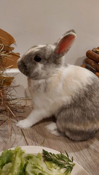 Daïko
