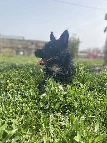 Photo de Blacky