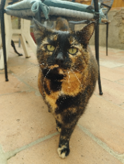 Nikita