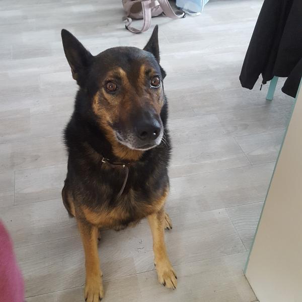 Kiba