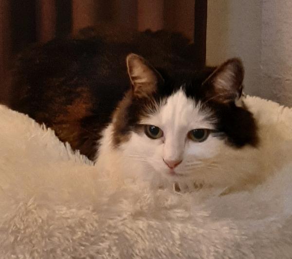Kitty