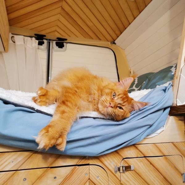 Patoune