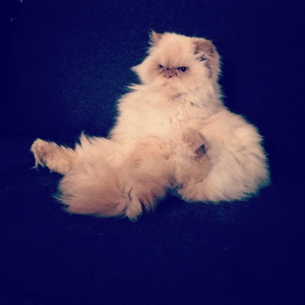 Casper