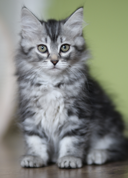 Socrate