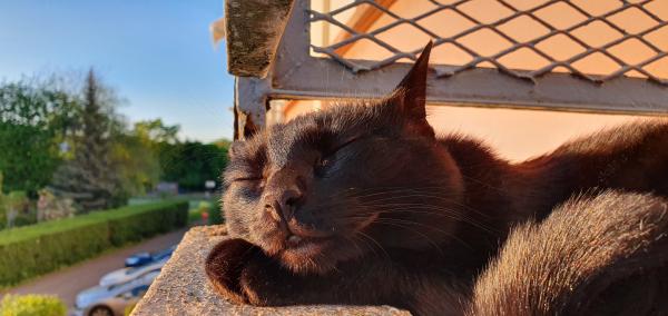 Bagheera