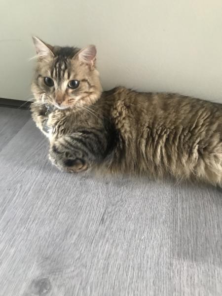 Simba