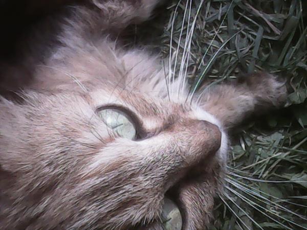 Chatoune