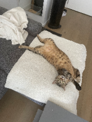 Simba