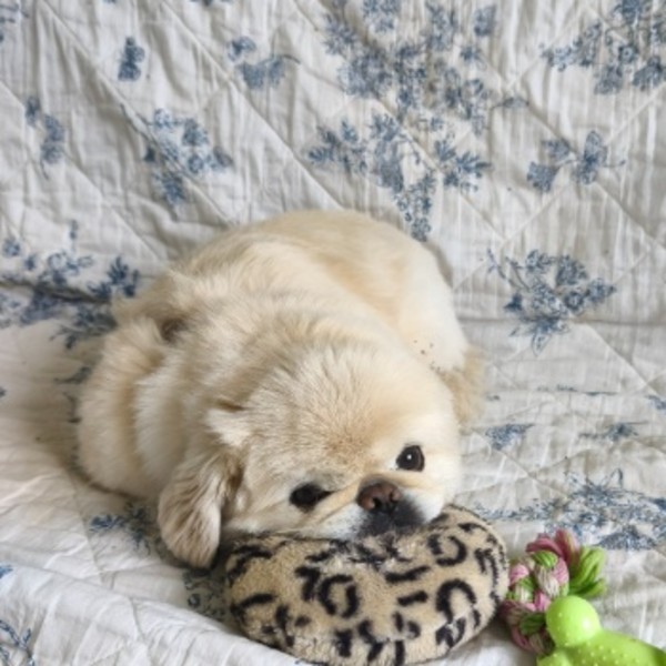 Photo de Mousse