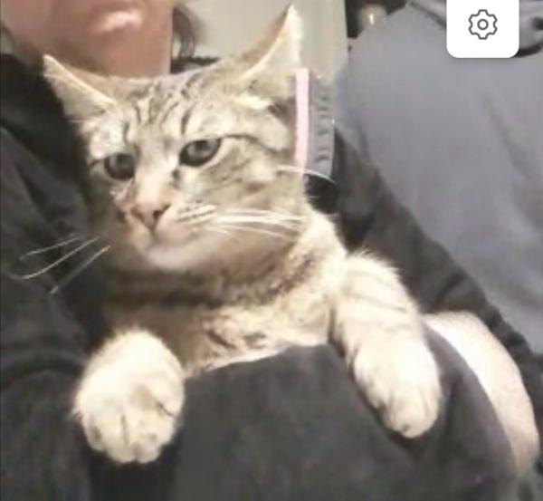 Marsu