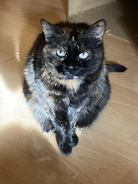 Maya