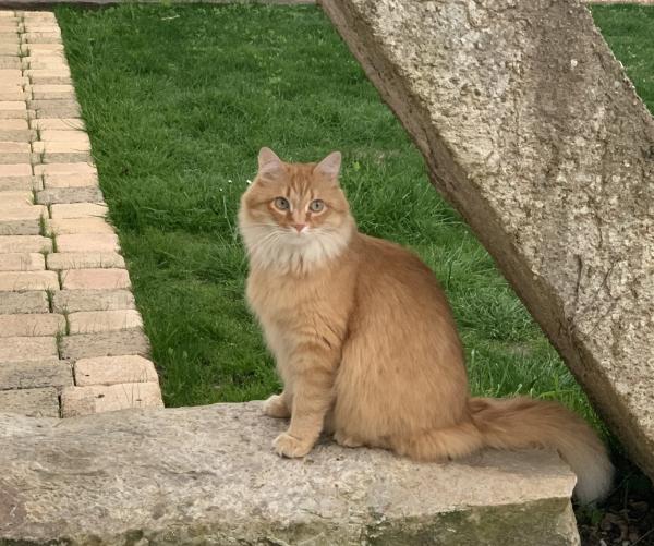 Photo de Merlin