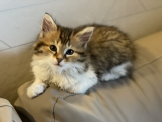 Shiva