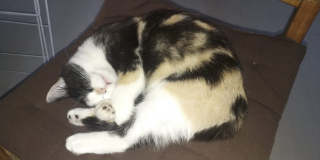 Lilou