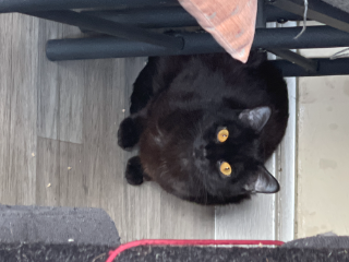 Bella