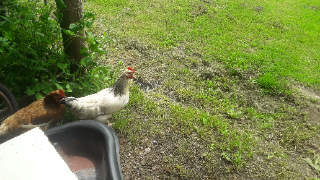 Hercule