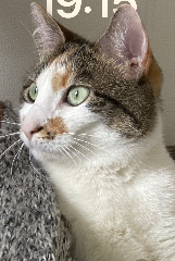 Photo de Nala