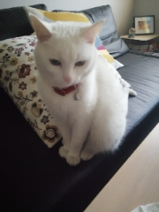 Lily