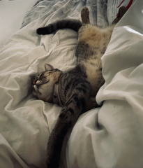 Nala