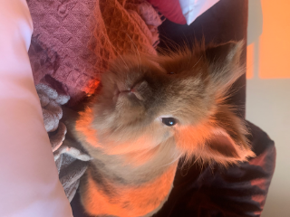 Photo de Pépite
