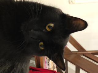 Salem