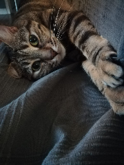 Leon