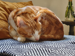 Rookmoot