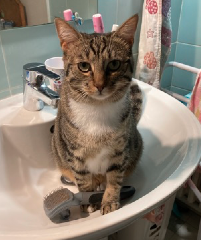 Léocadie