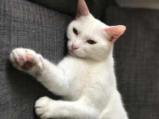 Photo de INDIE