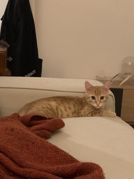 Miaou