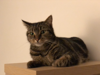 Photo de Venus